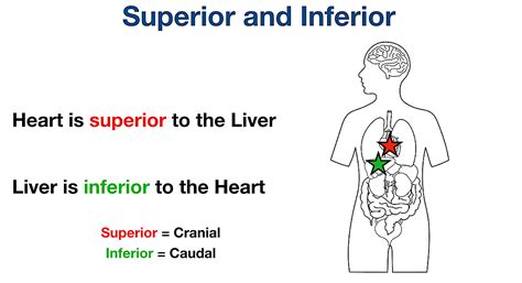 Anatomical Position And Directional Terms: Definitions,, 45% OFF