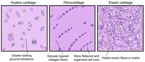 Articular Cartilage Histology