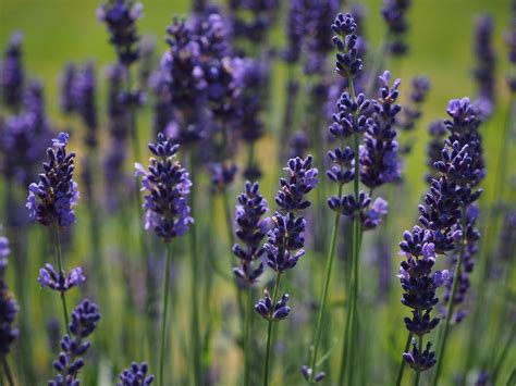 Lavender Flowers Flower · Free photo on Pixabay