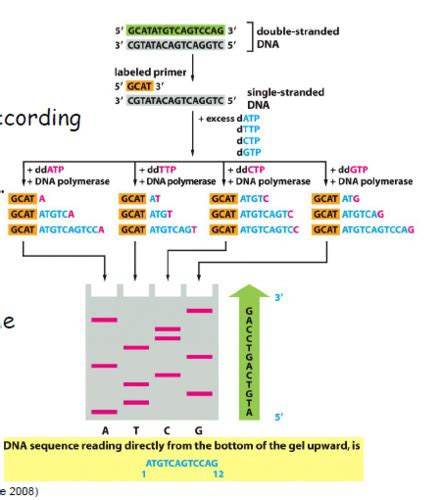 DNA Sequencing (Lecture #18) Flashcards | Quizlet