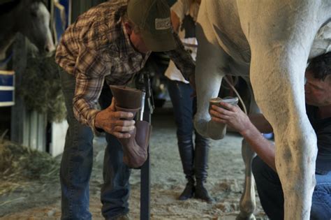 Farrier's Tips for Learning Horseshoeing -Blacksmith Buddy