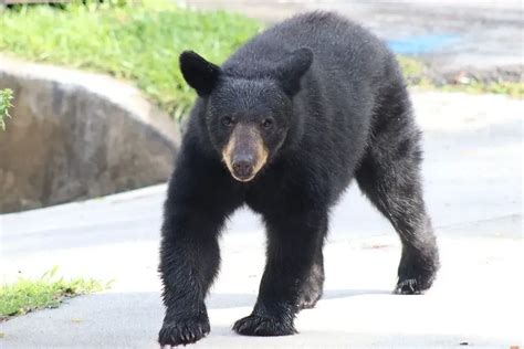 Fun Louisiana Black Bear Facts For Kids | Kidadl