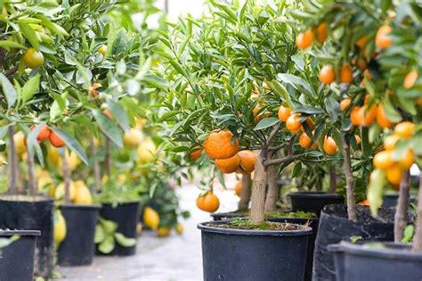 How to Grow Citrus Trees in Containers