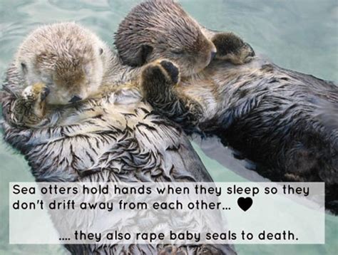 Sea Otters