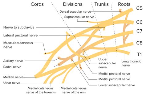 Upper Extremity Brachial Plexus