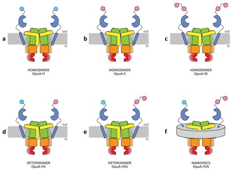 IJMS | Free Full-Text | Heterodimer Formation of the Homodimeric ABC Transporter OpuA