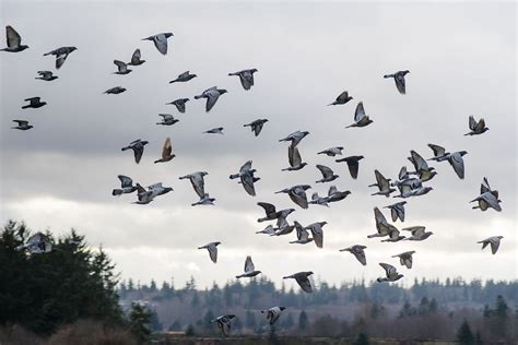 Pigeon Flocks Follow the Leader | BirdNote