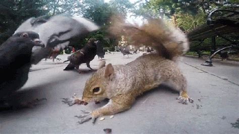 Squirrel GIFs - Find & Share on GIPHY