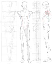 490 Character Anatomy ideas | anatomy, character design, anatomy drawing