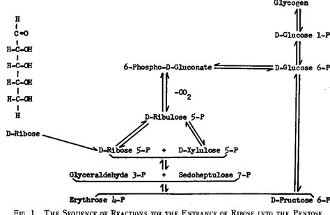 Figure 1 from The metabolism of D-ribose in man. | Semantic Scholar