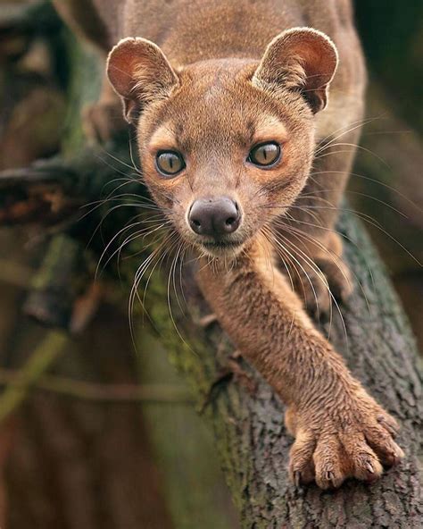 Everyday Animal Content on Instagram: “The eyes on this Fossa are SO ...