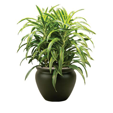 Dracaena Warneckii Lemon-Lime Plant Care Guide | Plantscape LIVE