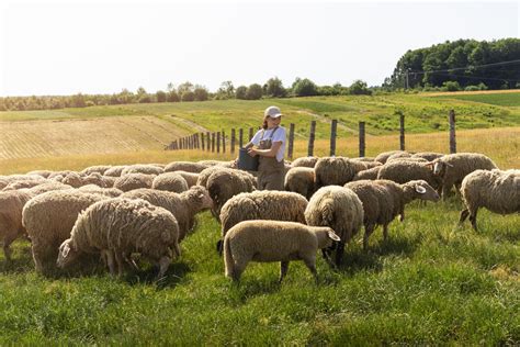 Sheep Farming in South Africa: How to Get Started | SME South Africa