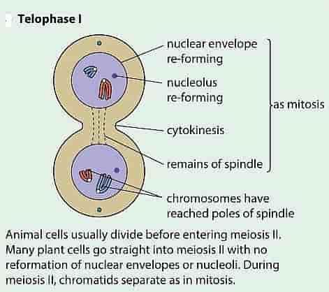 Telophase 1 And Cytokinesis Labeled