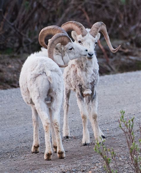 Dall Sheep | (NPS Photo/Kent Miller) Check out the official … | Flickr