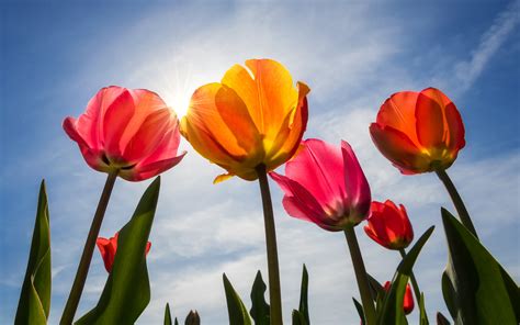 Tulips Blossom 4K Wallpapers | Wallpapers HD