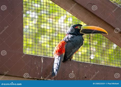 Aracari Toucan with Cage Behind Stock Image - Image of outdoor, america: 258523331