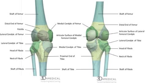 Bones – Advanced Anatomy 2nd. Ed.