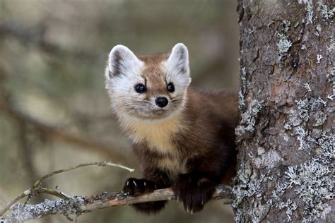 Coastal Martens Could Be Listed As Threatened | Oregon Coast Daily News