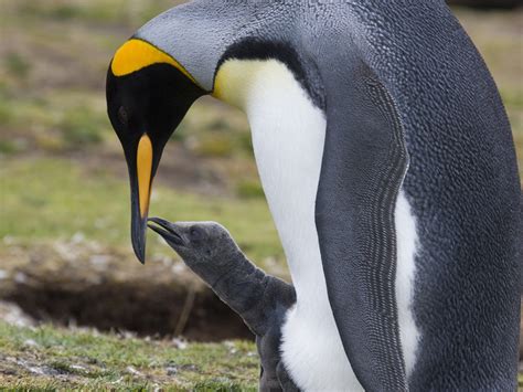 As climate change worsens, king penguins will need to move - or they’ll die - The Indian Wire