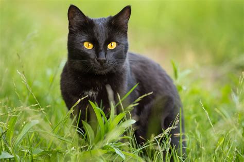 20 Black Cat Breeds | PetMD