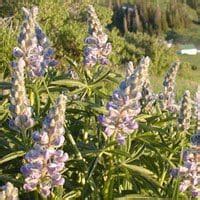 Silvery Lupine (Lupinus argentius) - Great Basin Seeds