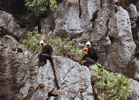 Ovaltes: Golden-headed Langur or Cat Ba Langur Habitat In Vietnam