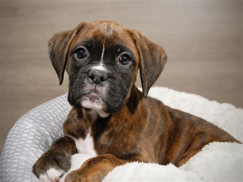 Brindle Boxer Pup By Bel Menpes | lupon.gov.ph