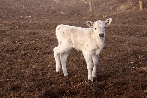 The Charolais Babies.