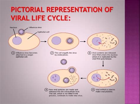 Viral life cycle