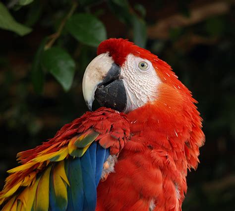 File:Scarlet-Macaw.jpg