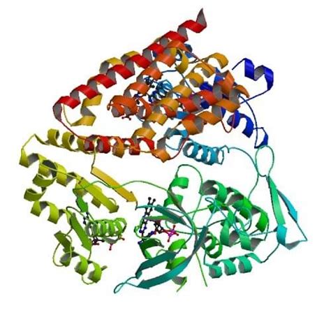 Enzyme Activity Measurement of NADPH-Hemoprotein Reductase