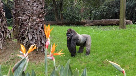 Parque Zoologico de Chapultepec Pictures: View Photos & Images of ...