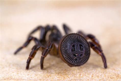 Hallan en China araña que se creía extinta