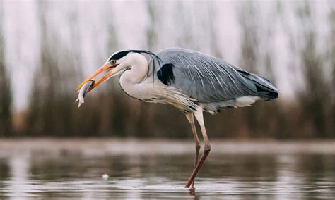 Grey Heron - A-Z Animals