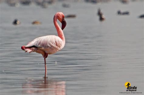 Lesser Flamingo (Phoeniconaias minor) | Birds of Gujarat