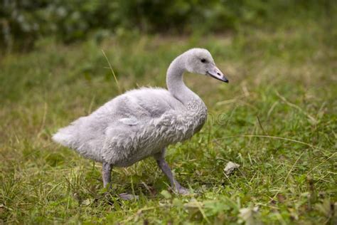 Baby Bird of a Swan Close Up in Sunny Day Stock Photo - Image of swim, aquatic: 136958328