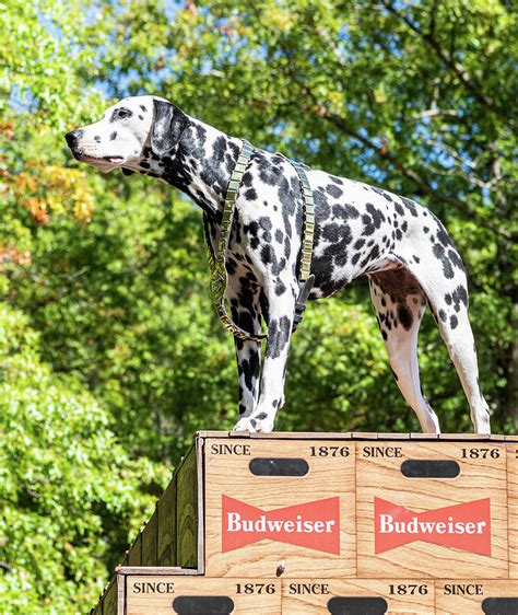 Budweiser Clydesdales Dog Photograph by Tom Jersey - Fine Art America