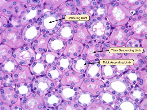 Nephron Histology Labeled - vrogue.co