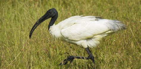 Ibis Spiritual Meaning and Symbolism | Astrology.com