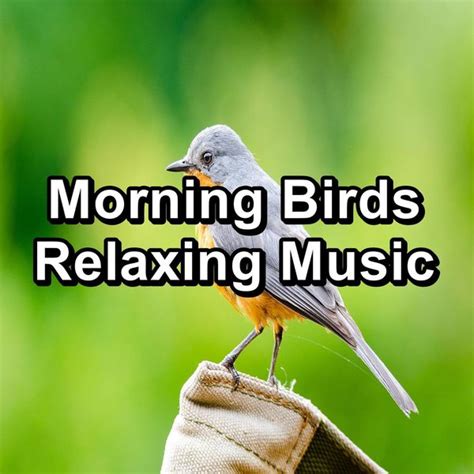 Morning Birds Relaxing Music, Nature And Bird Sounds - Qobuz