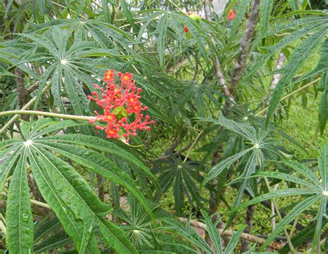 The Coral Plant: An Attractive Spurge | The Survival Gardener