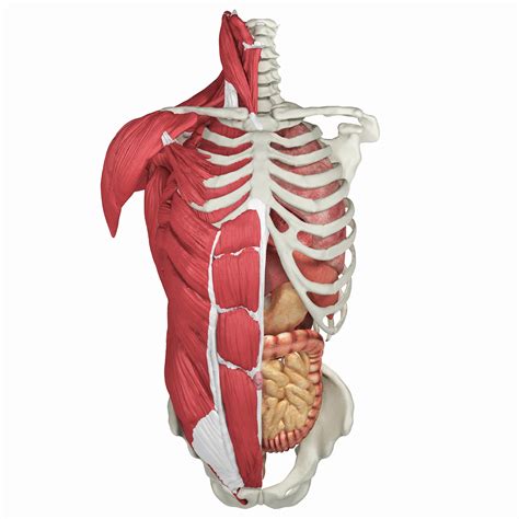 Torso Diagram Human Anatomy