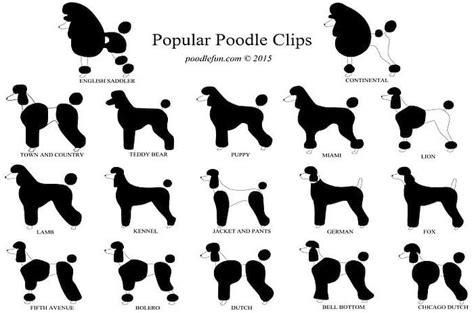 5 Types of Poodles: All Kinds of Fluffy Sizes, Shapes, and Colors ...