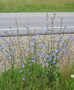 Chicory, Cichorium intybus – Wisconsin Horticulture