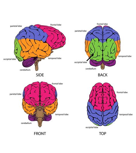 Brain Images Labeled