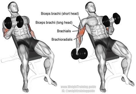 7 Best Dumbbell Arm Exercises to Build Muscle | BOXROX