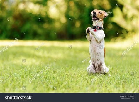 2,299 Praying Dog Images, Stock Photos, 3D objects, & Vectors | Shutterstock