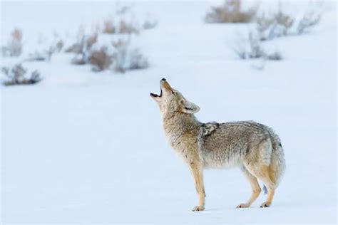 Coyote Sounds (With Video) | Assorted Animals