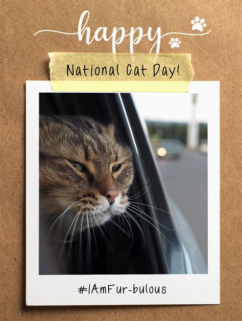 Fur-bulous Cat – National Cat Day Cards | Birthday & Greeting Cards by ...